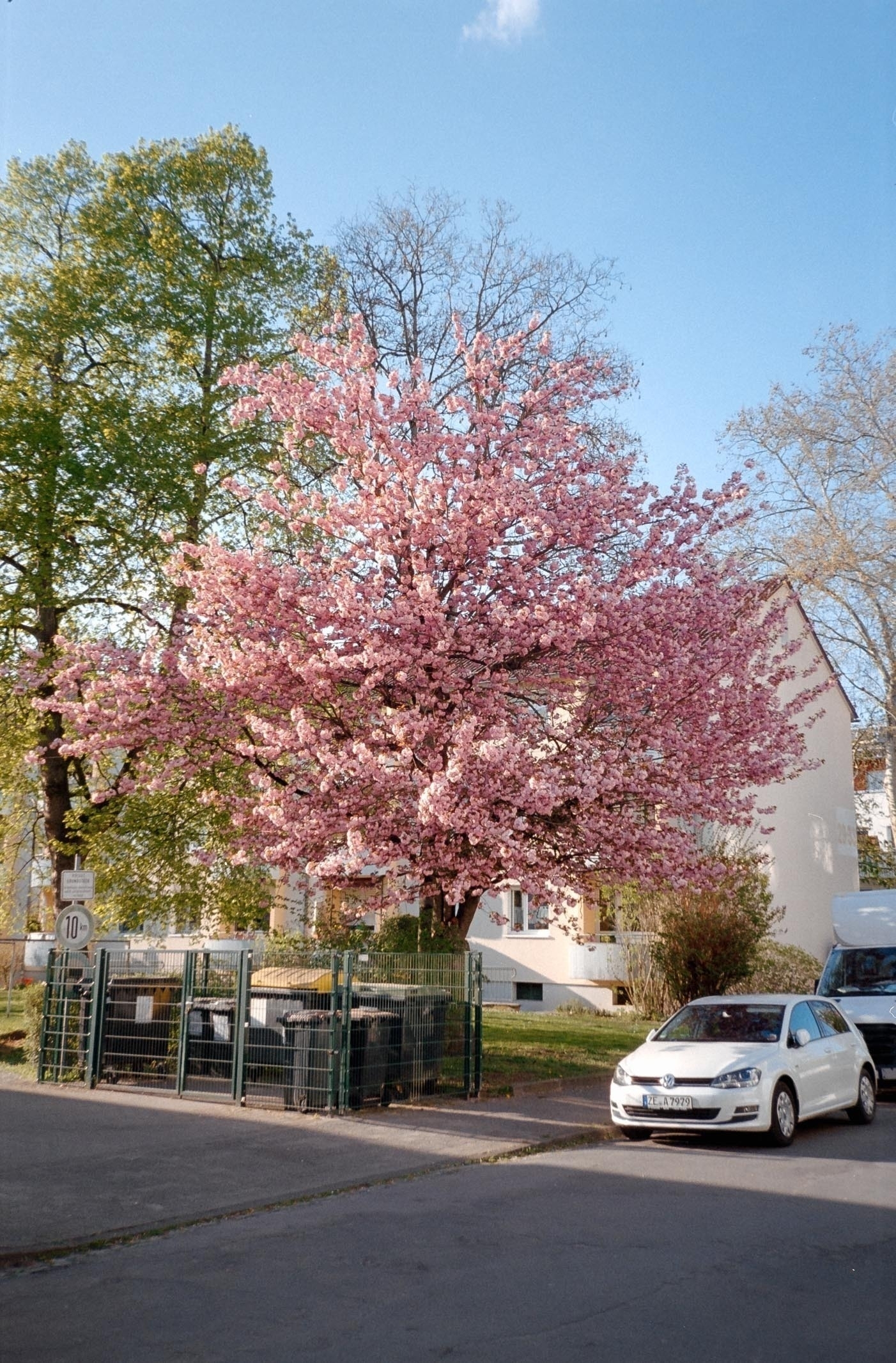A car is parked on a street beside a large tree covered in pink blossoms in front of a house.