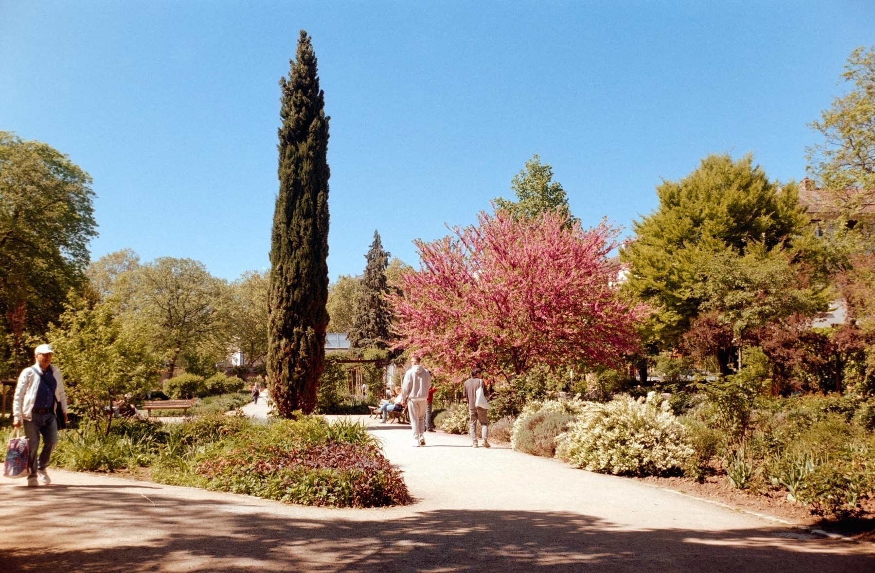 A vibrant park scene features people walking along a path surrounded by lush greenery and a blooming pink tree under a clear blue sky.