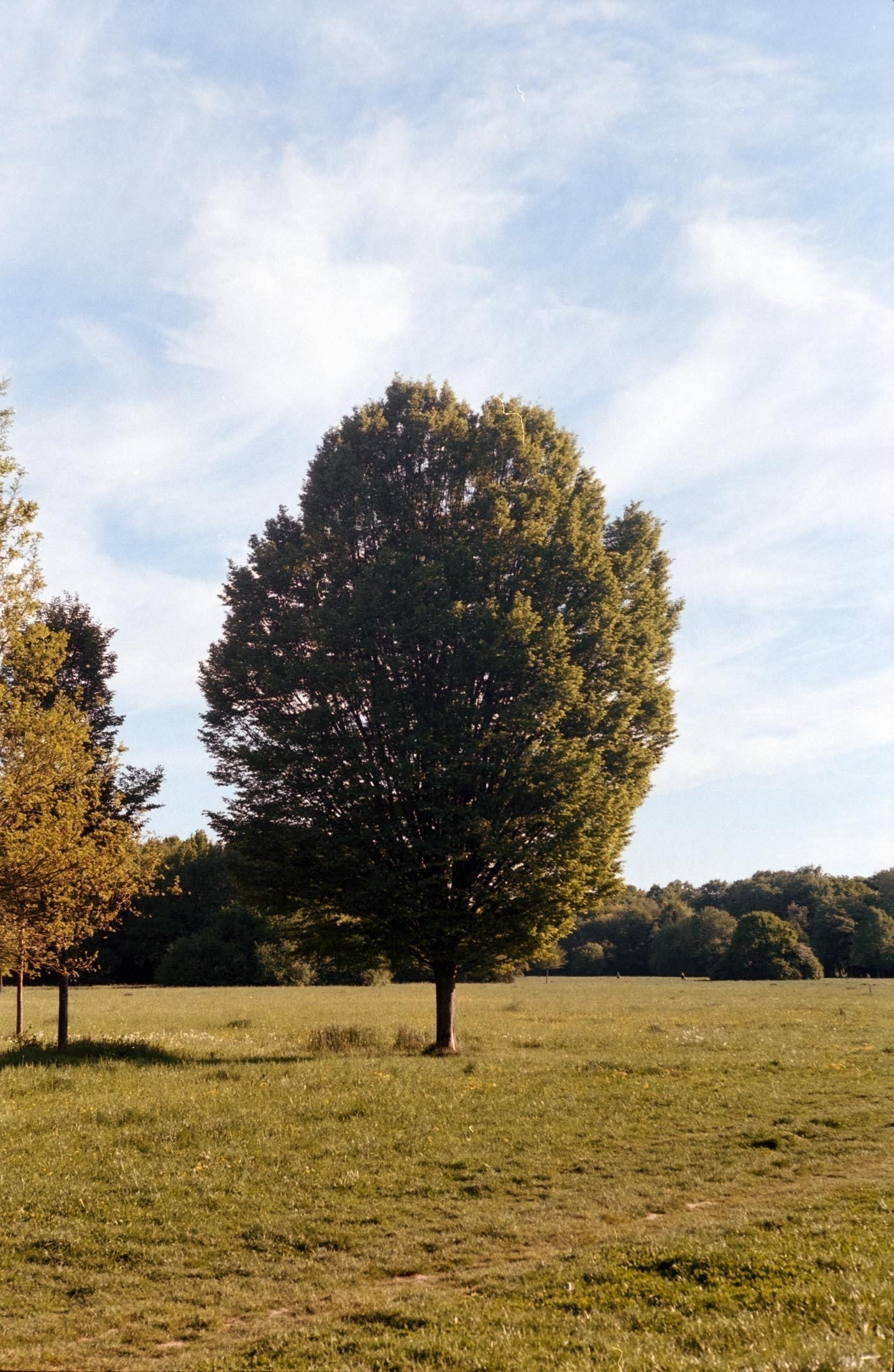 A large, solitary tree stands in the middle of a sunlit, grassy field under a clear blue sky.