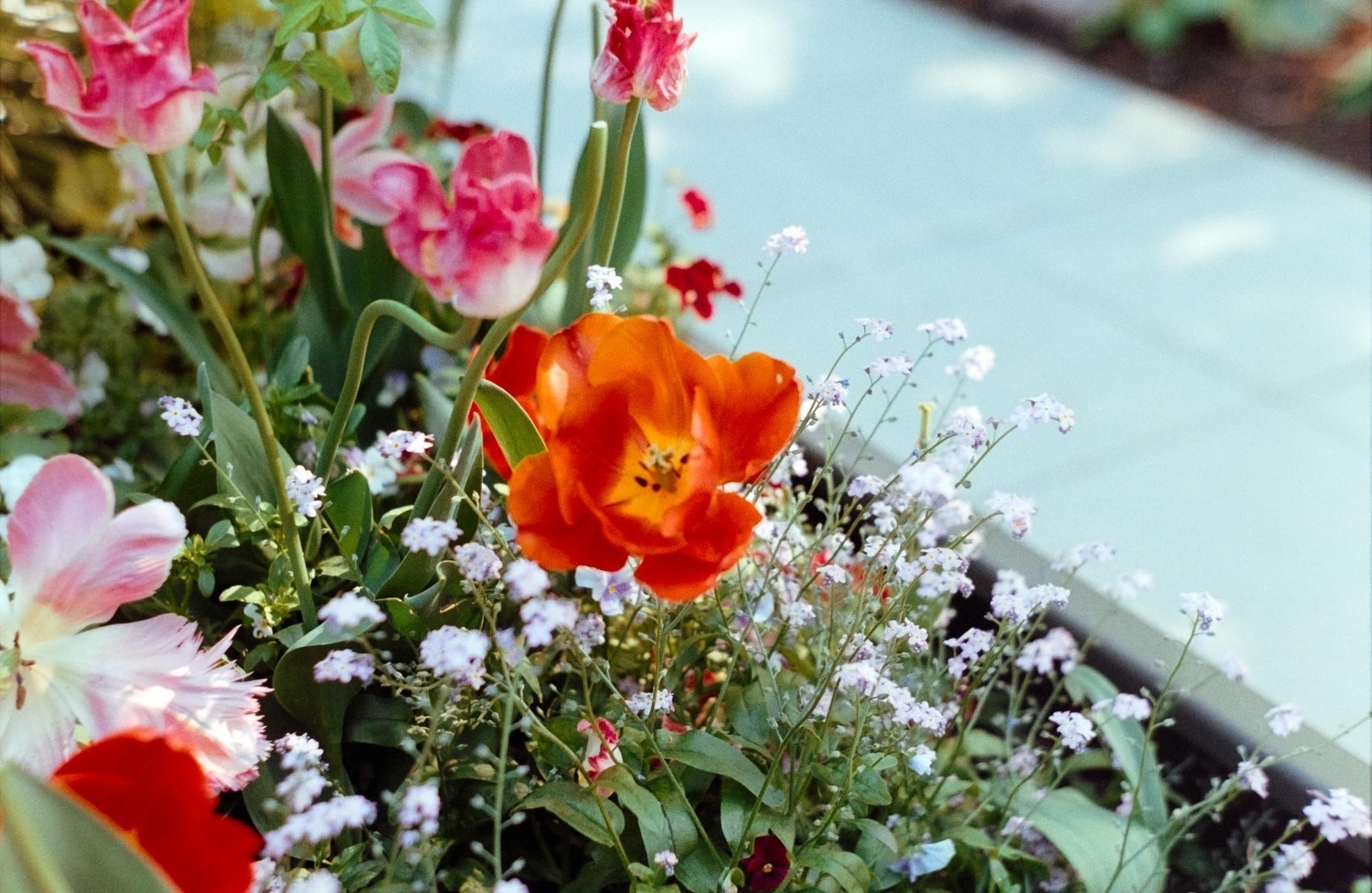 A vibrant garden scene features a prominent orange flower surrounded by various pink and white blooms.