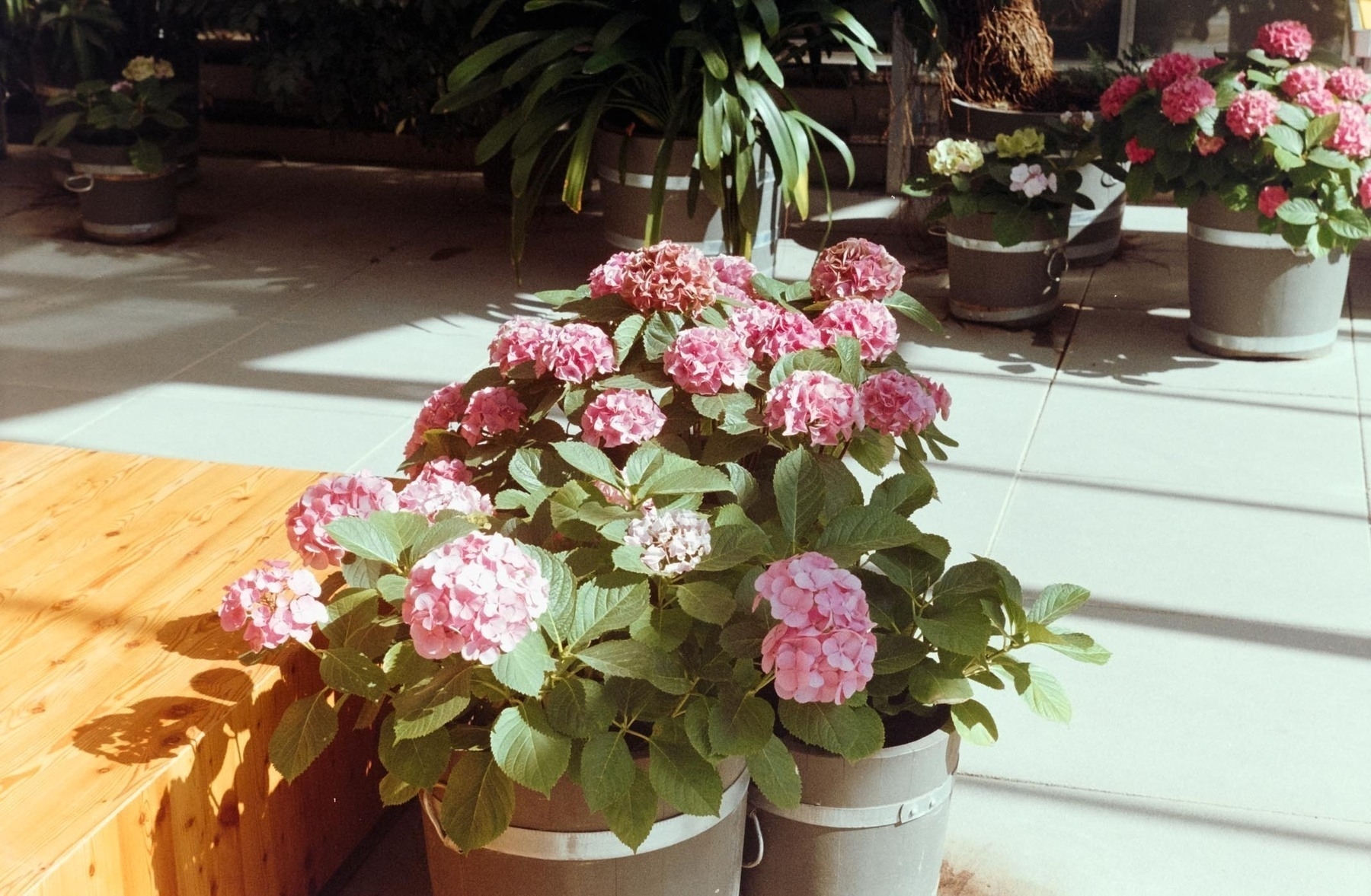 Potted pink hydrangeas are arranged in a sunlit indoor space next to wooden furniture.