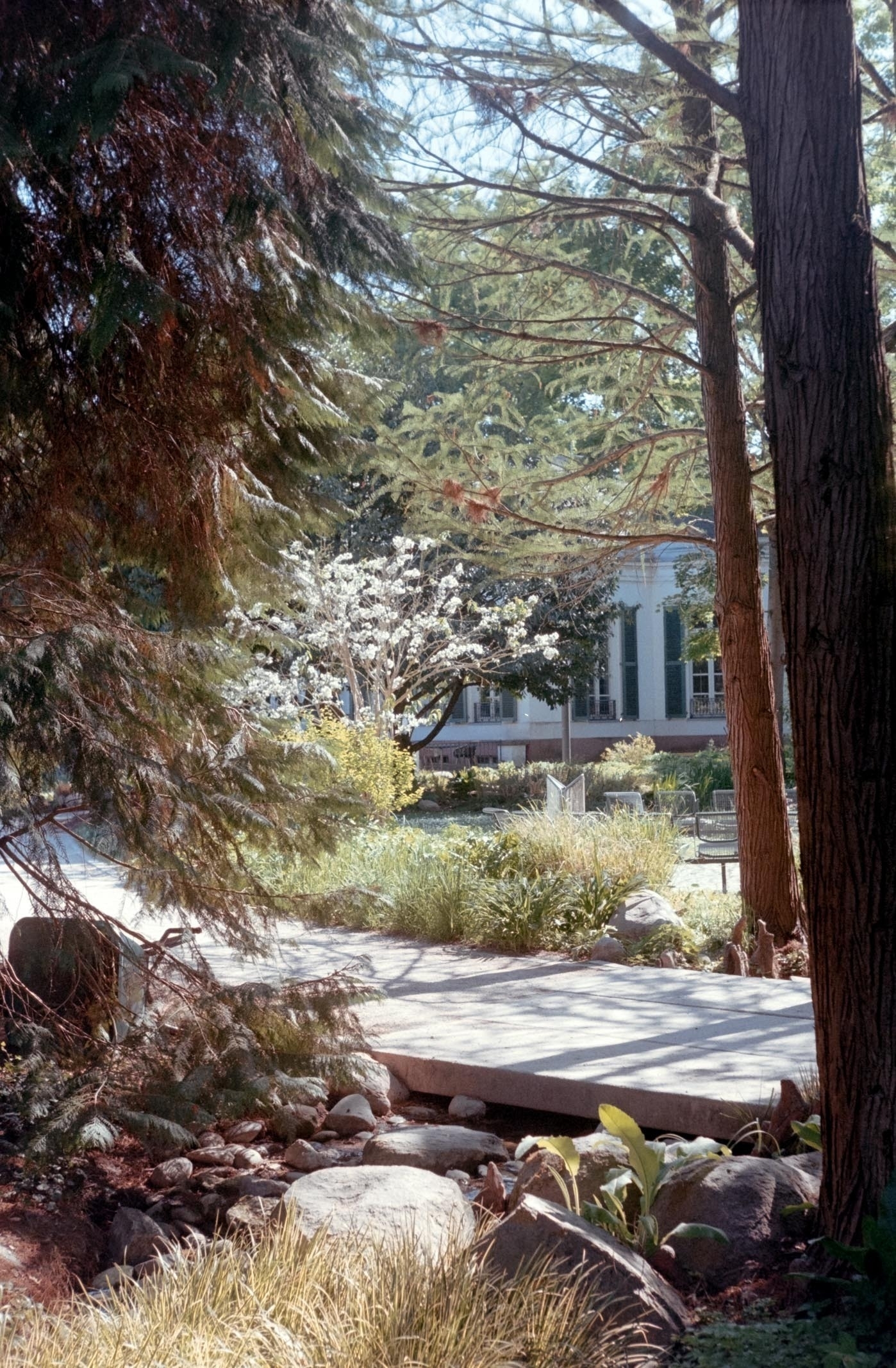A serene garden features tall trees, a wooden pathway, and a glimpse of a building in the background.