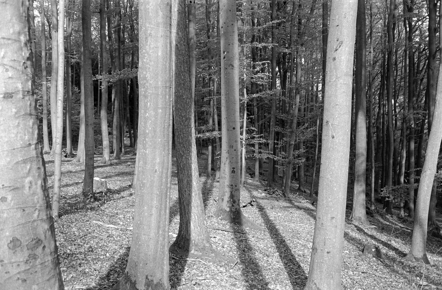A forest scene depicts tall, leafless trees casting long shadows on the forest floor.