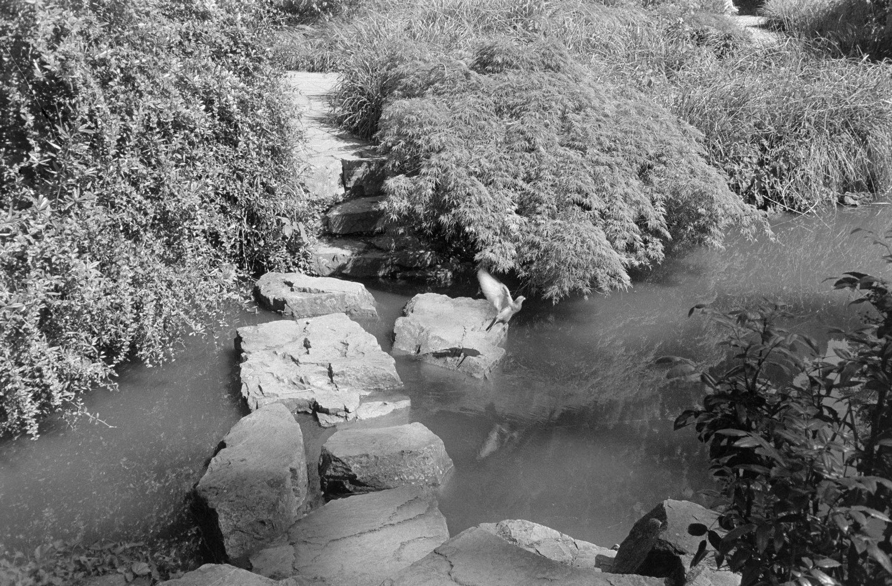 A person is partially submerged in a pond surrounded by rocks and lush greenery.