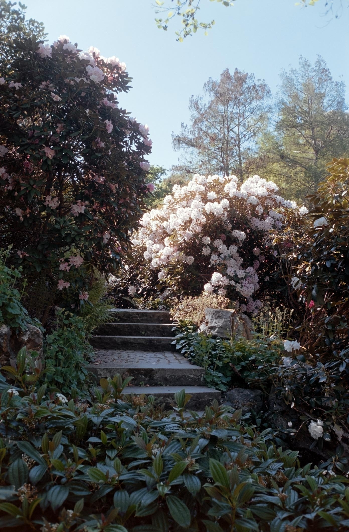 A stone pathway leads uphill through a lush garden filled with blooming pink and white flowers under a clear blue sky.